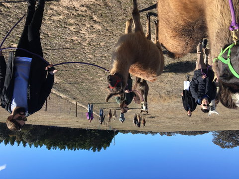 Alpaca Magic Stud - Winery Find 1