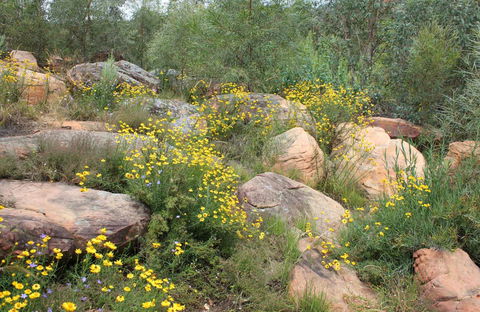 Ben Hall's Cave Walking Track - Winery Find 0