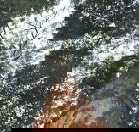 Bird Tree and Benaroon - Winery Find