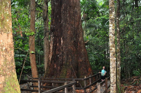 Bird Tree And Benaroon - Winery Find 1