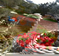 Blue Hills Berries and Cherries - Winery Find