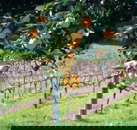 Harvey - Winery Find