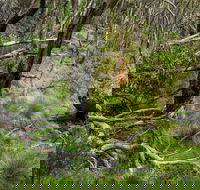 Hopetoun Falls Walking Track - Winery Find