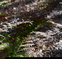 Langwarrin Flora and Fauna Reserve Walking Trails - Winery Find
