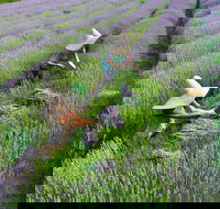 Lavandula Swiss Italian Farm - Winery Find