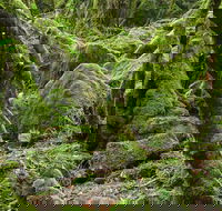Lyrebird Walking Track - Winery Find
