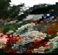 Newtown Park State Rose Garden - Winery Find