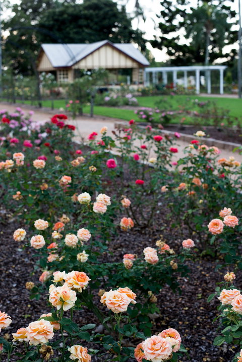 Newtown Park State Rose Garden - Winery Find 2