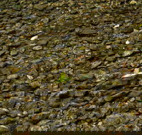 Potoroo Falls picnic area - Winery Find