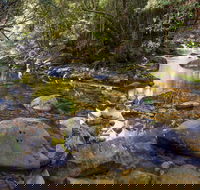 Washpool Walking Track - Winery Find