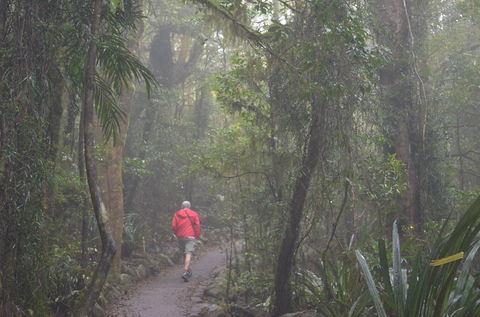 Best Of All Lookout Track, Springbrook National Park - Winery Find 1