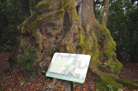 Best Of All Lookout Track, Springbrook National Park - Winery Find 2