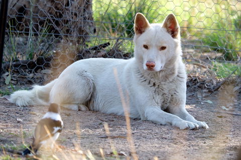 Durong Dingo Sanctuary - Winery Find 0