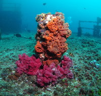 HMAS Brisbane Dive Site - Winery Find