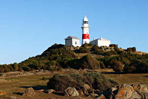 Low Head Foghorn - Winery Find 1