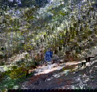 Lyrebird Circuit Walk - Winery Find