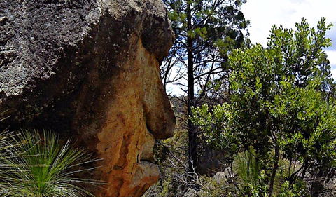 Mystery Face Walking Track - Winery Find 0