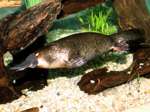 Platypus House - Winery Find 0