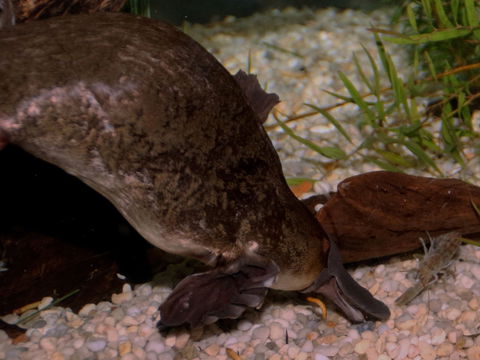 Platypus House - Winery Find 1