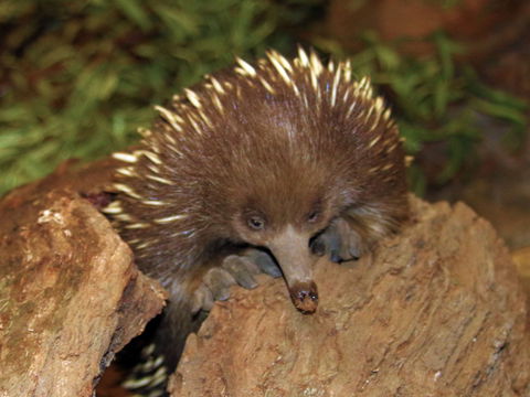 Platypus House - Winery Find 2