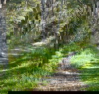 Stoodley Forest Walk and Arboretum - Winery Find