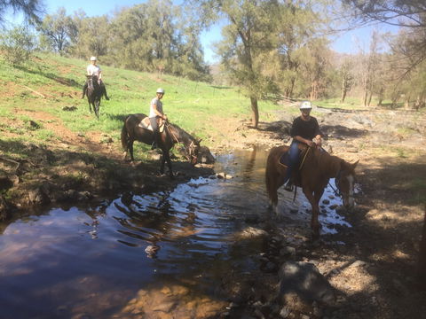 Tamworth And Kootingal Horse Riding Adventures - Winery Find 2
