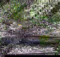 Tea Tree Falls Walking Track - Winery Find