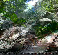 Wirrawilla Rainforest Walk - Winery Find