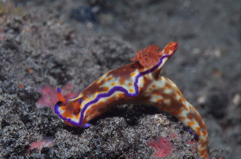 Amity Point Dive Site - Winery Find 1