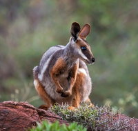 Arkaroola Wilderness Sanctuary - Winery Find