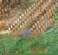 Boranup Karri Forest - Winery Find