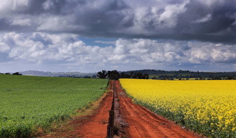 Canola Trail - Winery Find 1