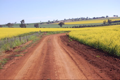 Canola Trail - Winery Find 2
