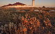 Cape Willoughby Heritage Trail - thumb 0