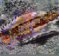 Curtin Artificial Reef Dive Site - Winery Find