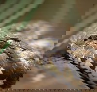 Discover Deadly - Winery Find