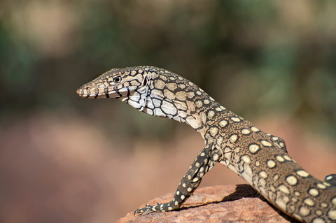 East MacDonnell Ranges - Winery Find 1