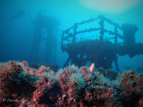 Ex HMAS Adelaide - Winery Find 0