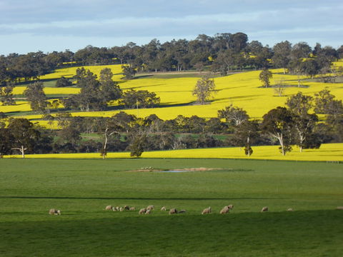 Fini Olives - Winery Find 0