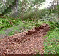 Forest Walking Track Gibraltar Range National Park - Winery Find
