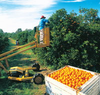 Gayndah's Big Orange - Winery Find