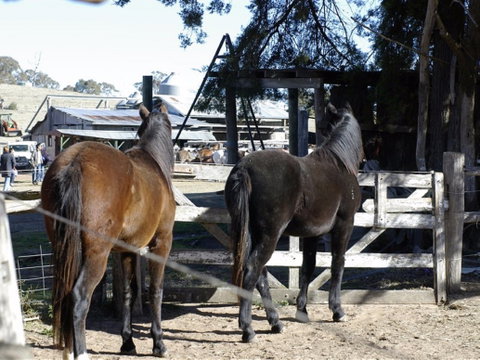 Harlow Park Horse Riding - Winery Find 1