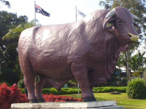 Rockhampton Bull Statues - Winery Find 1