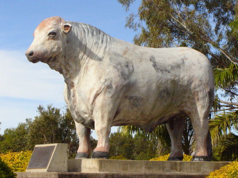 Rockhampton Bull Statues - Winery Find 2
