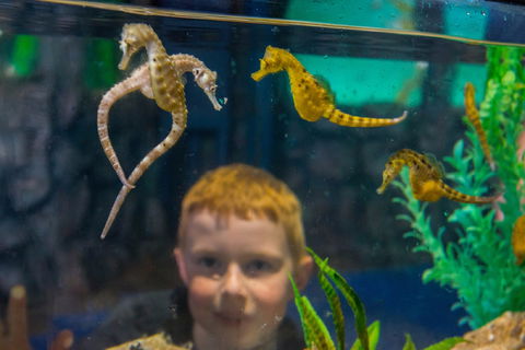 Seahorse World - Winery Find 2