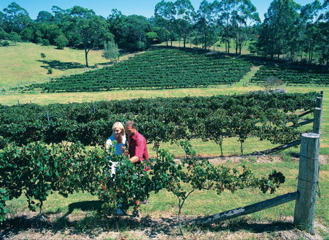 Tamborine Mountain - Winery Find 2