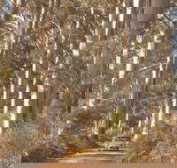 The Great Forest Trees Drive - Winery Find