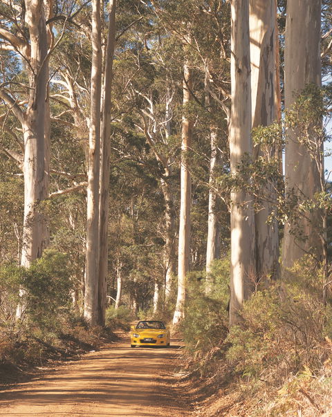 The Great Forest Trees Drive - Winery Find 0