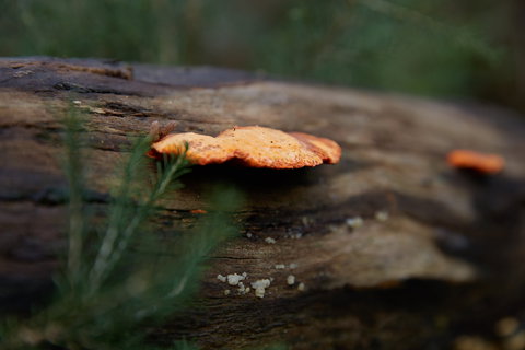 The Briars Park Walking Trails - Winery Find 1