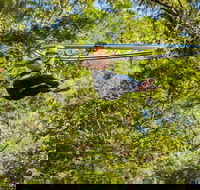TreeTop Crazy Rider - Winery Find